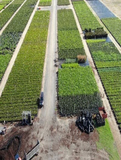 Greenhouse operations at Three Volcanoes Farm showcasing premium ornamental plants