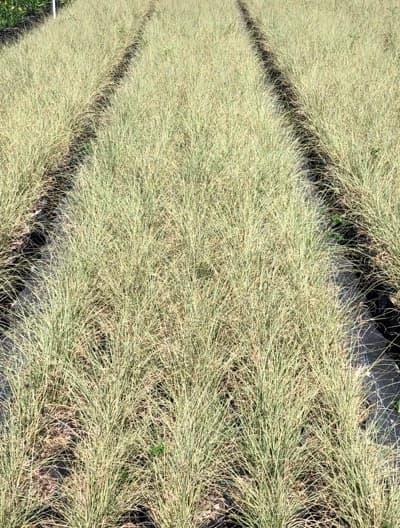Diverse collection of ferns and tropical plants in cultivation