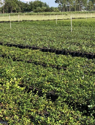 Farm facilities and growing areas spanning 235 acres in Florida